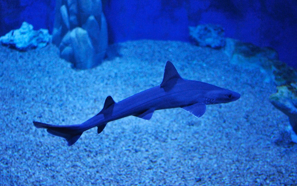 A blue-tinted shark swims over a sandy bottom in an aquarium, with rocks visible in the background.