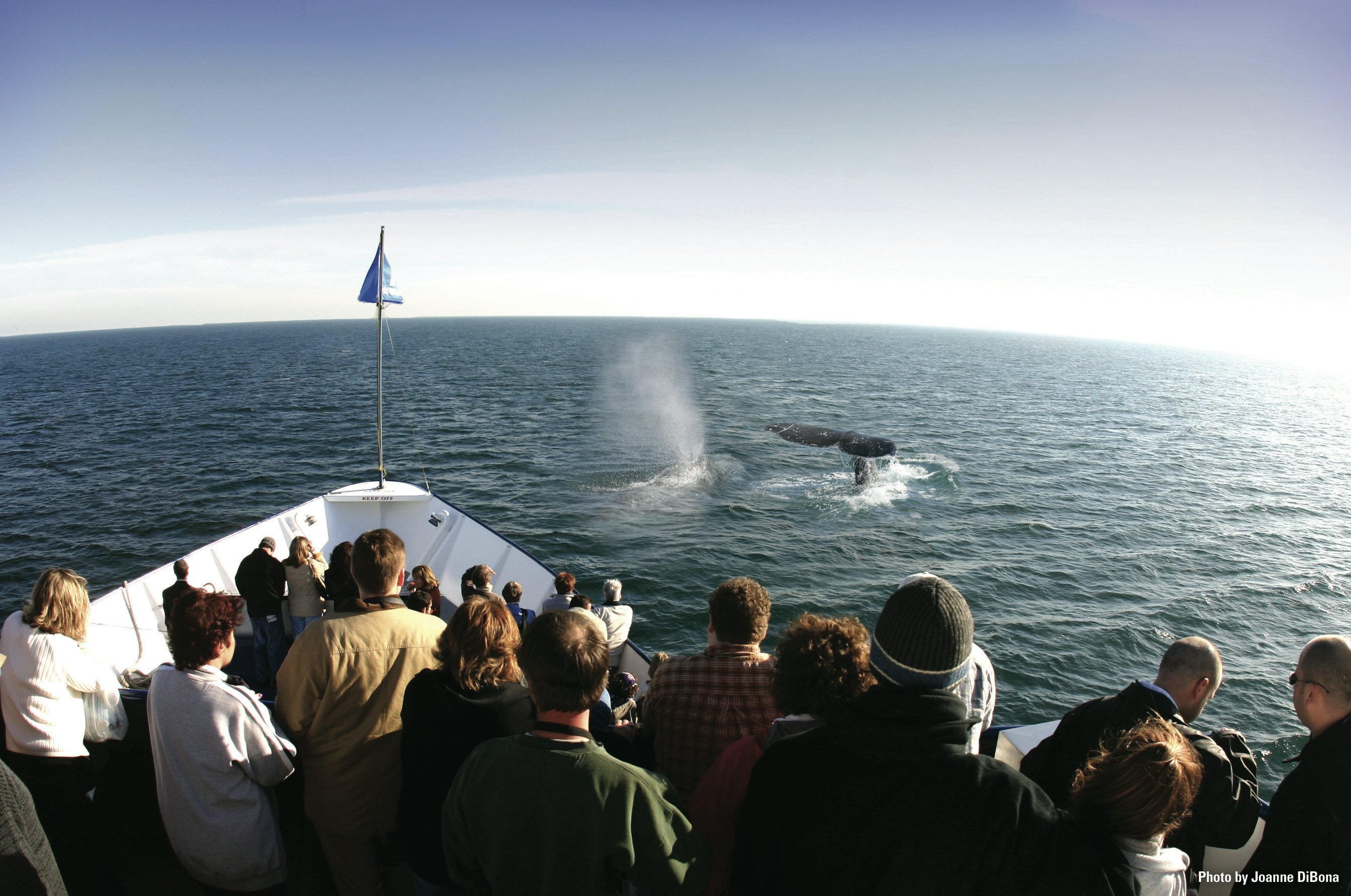 Observação de baleias e golfinhos em San Diego