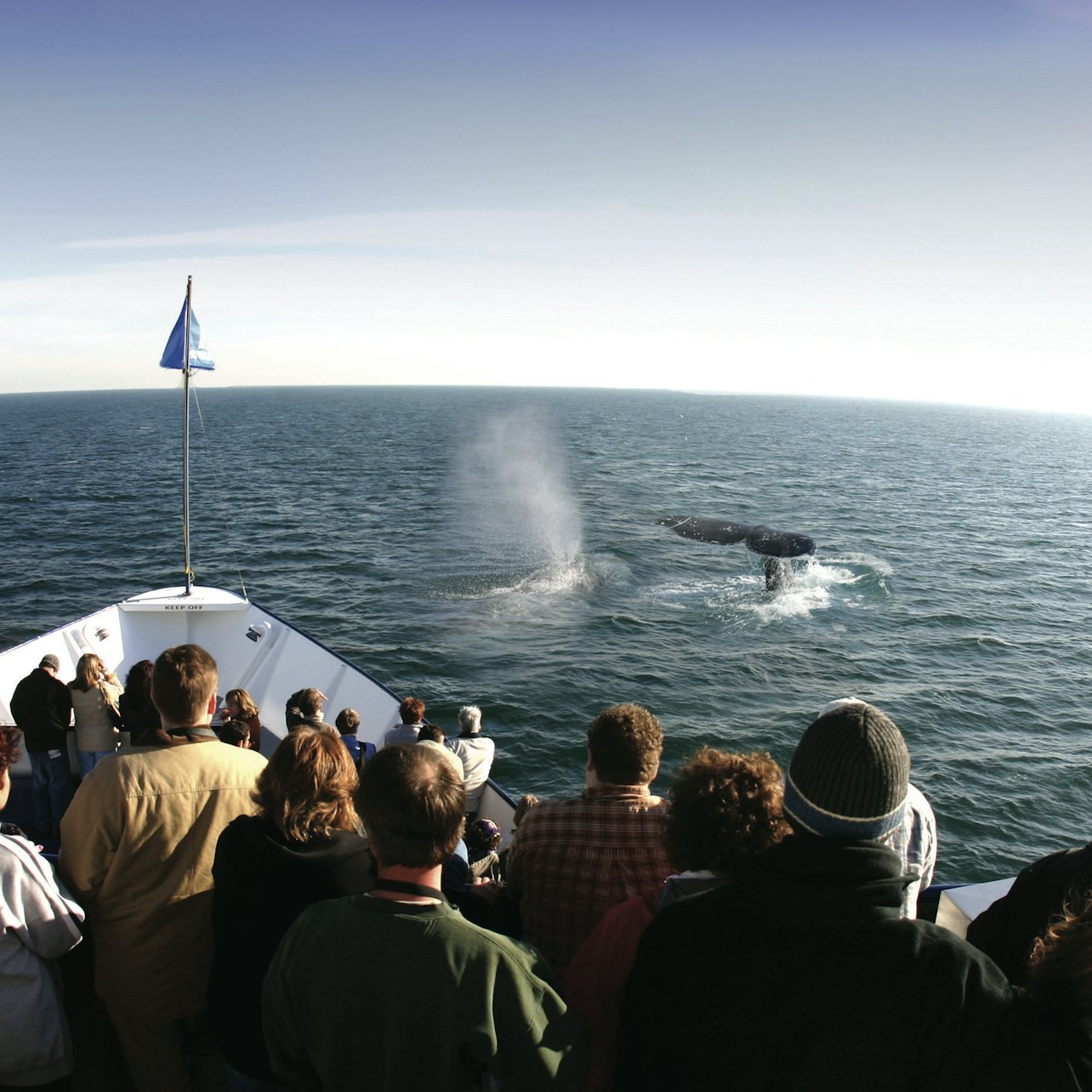 Observação de baleias e golfinhos em San Diego - Acomodações em San Diego