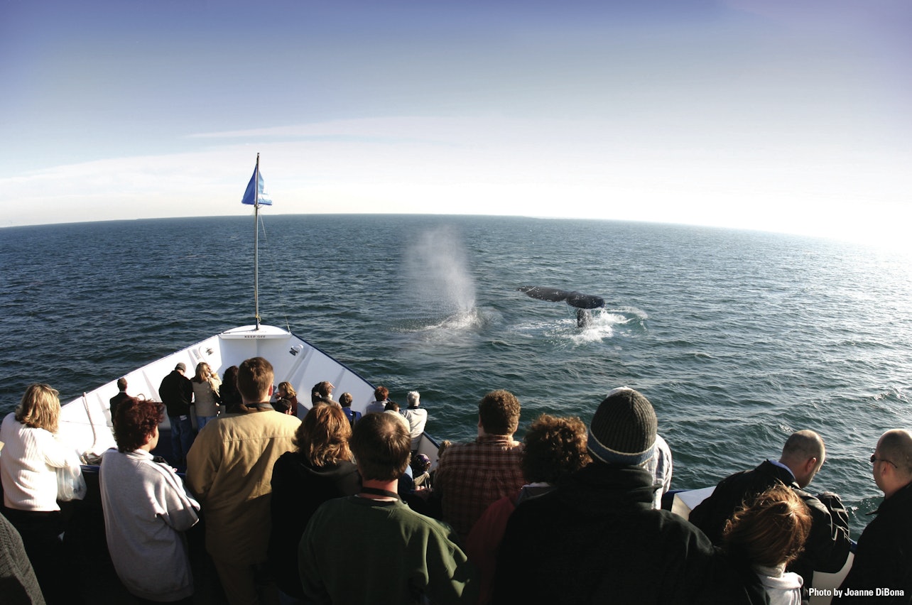 San Diego Whale & Dolphin Watching Adventure - Alloggi in San Diego