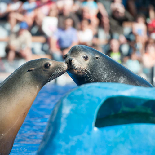 Zwei Robben berühren sich neben einem blauen Becken mit einer Menge von Zuschauern im Hintergrund die Nasen.