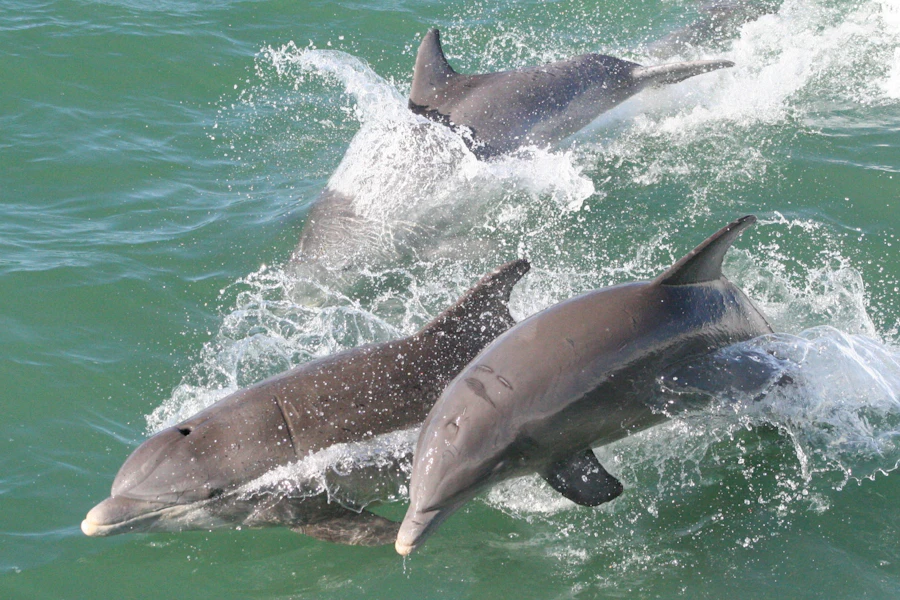 Clearwater Dolphin Watching Cruise