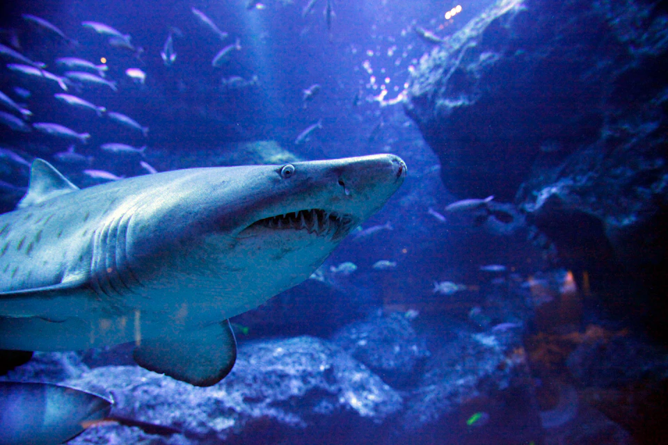 A large shark swims among smaller fish in a deep blue aquatic environment with rocky formations in the background.