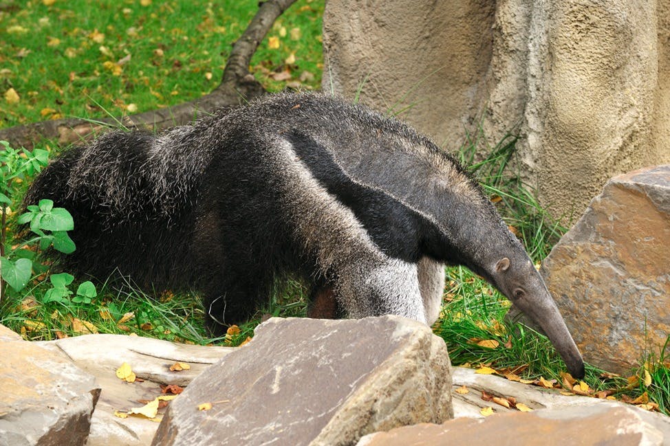 Anteater