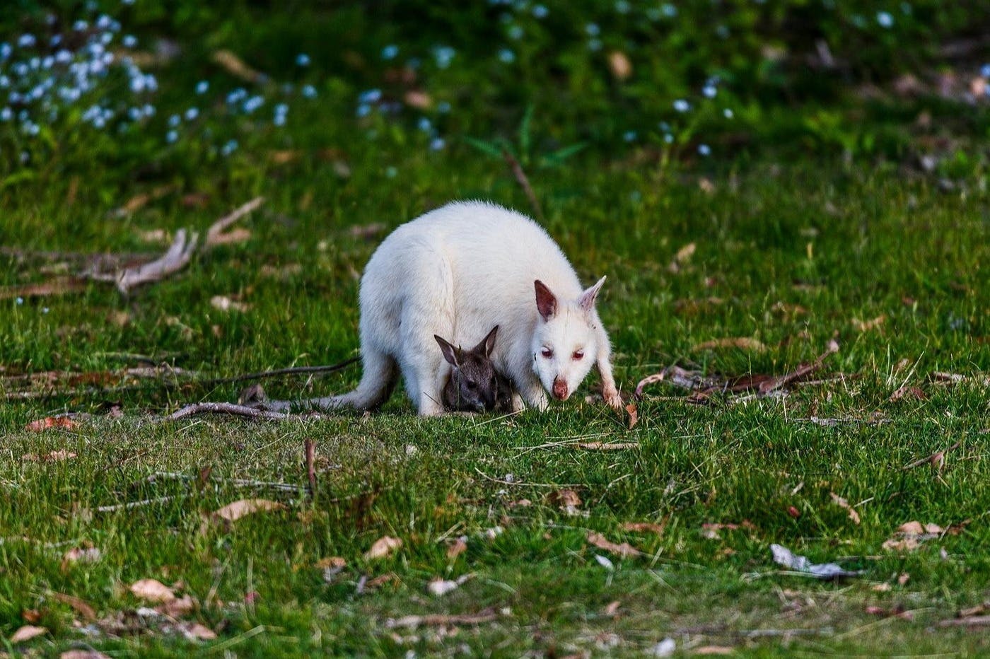 Bruny Island: Guided Food Tour from Hobart + Ferry Ride + Bligh Museum Entry - Photo 5