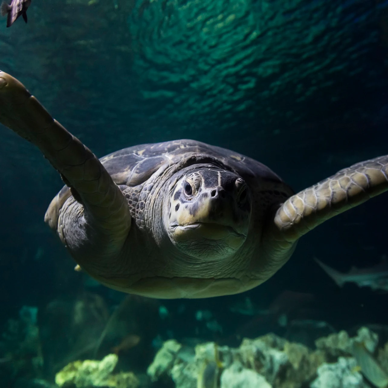A sea turtle swims underwater with outstretched flippers, surrounded by aquatic plants and rocks, in clear, blue-green water.