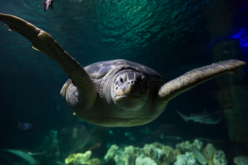 A sea turtle swims underwater with outstretched flippers, surrounded by aquatic plants and rocks, in clear, blue-green water.