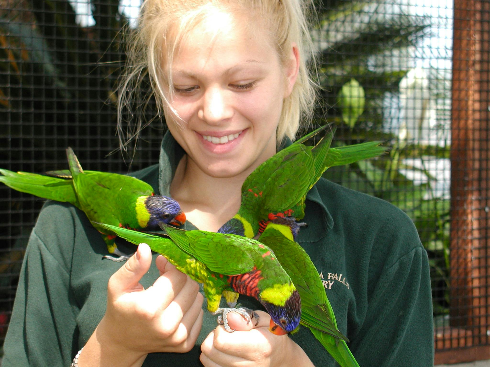 한 사람이 미소를 지으며 화려한 깃털이 달린 녹색 로리케트를 여러 개 들고 인클로저 근처에 서 있습니다.