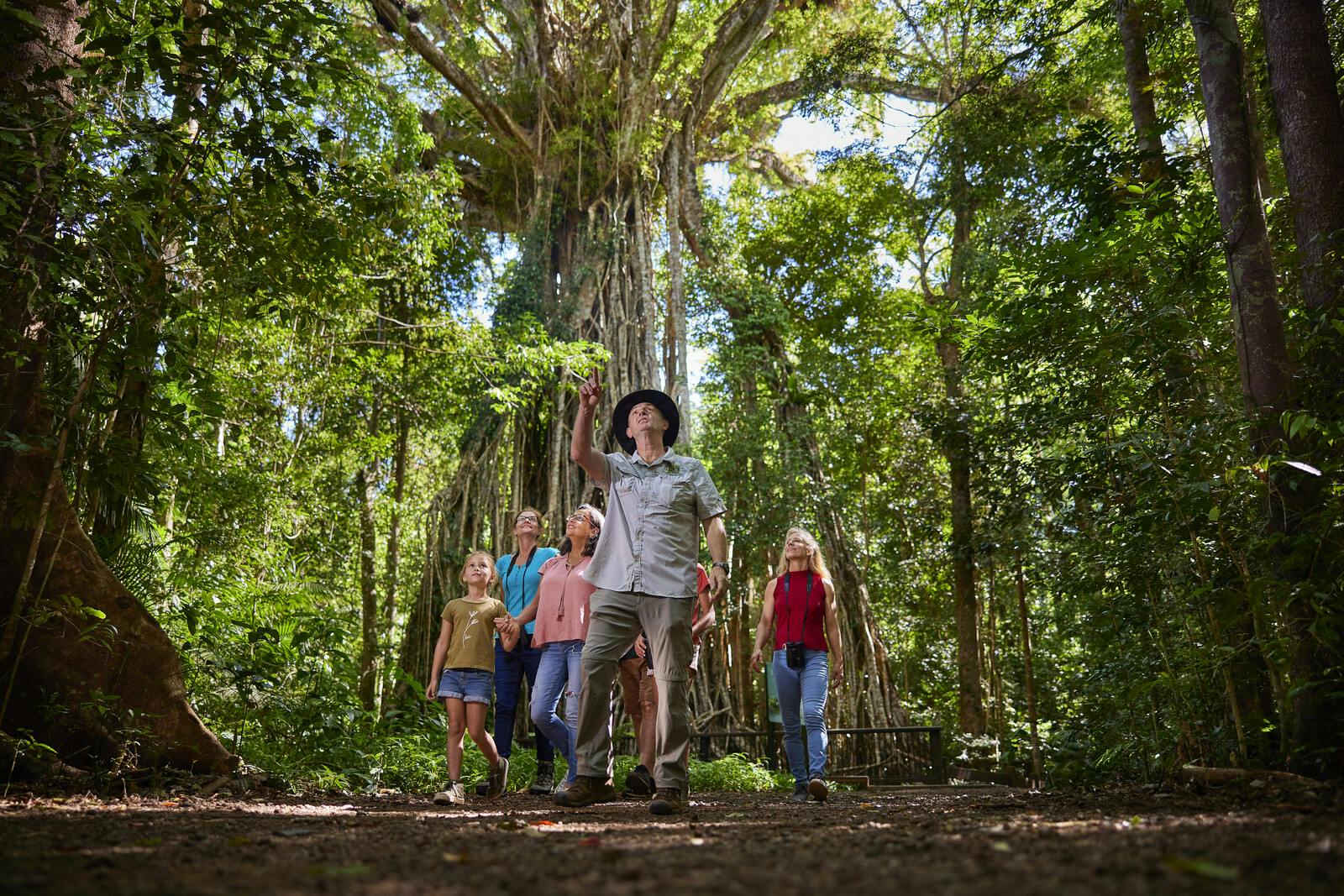 緑豊かな森を歩く人々のグループは、ガイドが高くそびえ立つブドウに覆われた木を指差しています。
