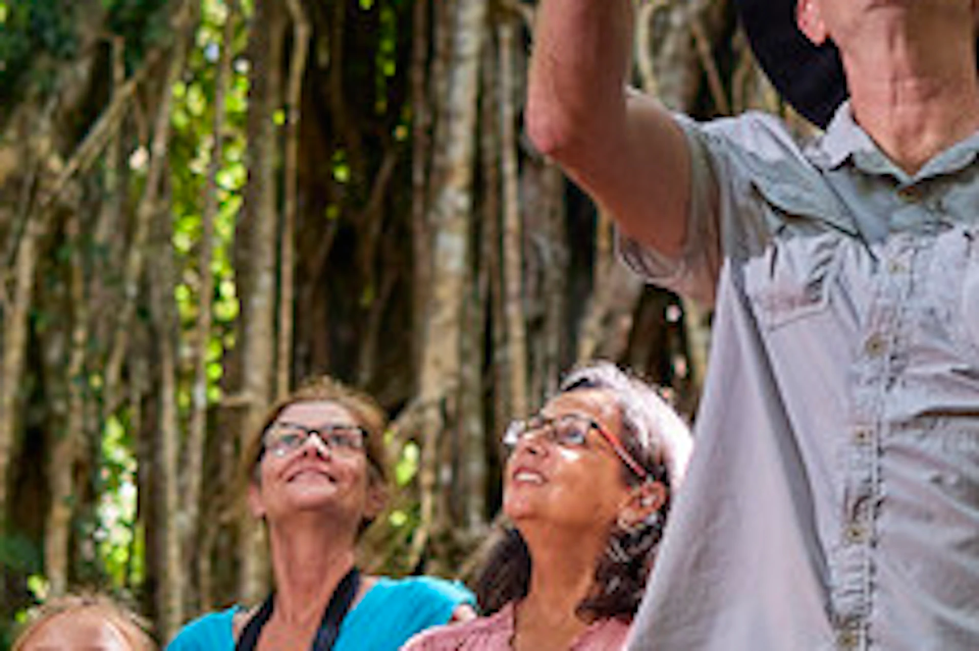 A group of people walks through a lush forest, with a guide pointing upwards at a towering, vine-covered tree.