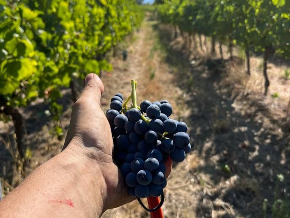 A hand holds a bunch of dark purple grapes in a vineyard, with rows of grapevines extending into the distance.