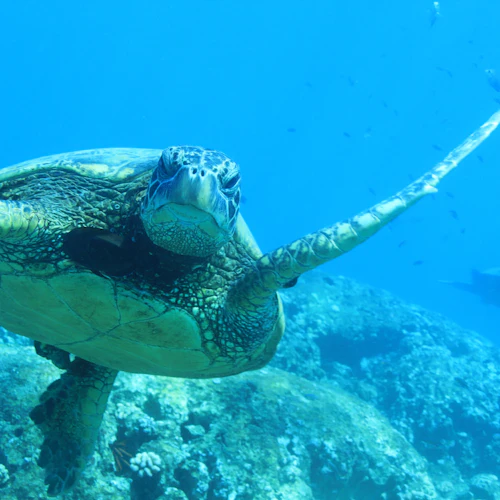 Oahu: Guided Dolphin Watching & Snorkeling Tour + Lunch + Roundtrip Transfer - Photo 6
