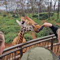 Feeding a giraffe at the giraffe center