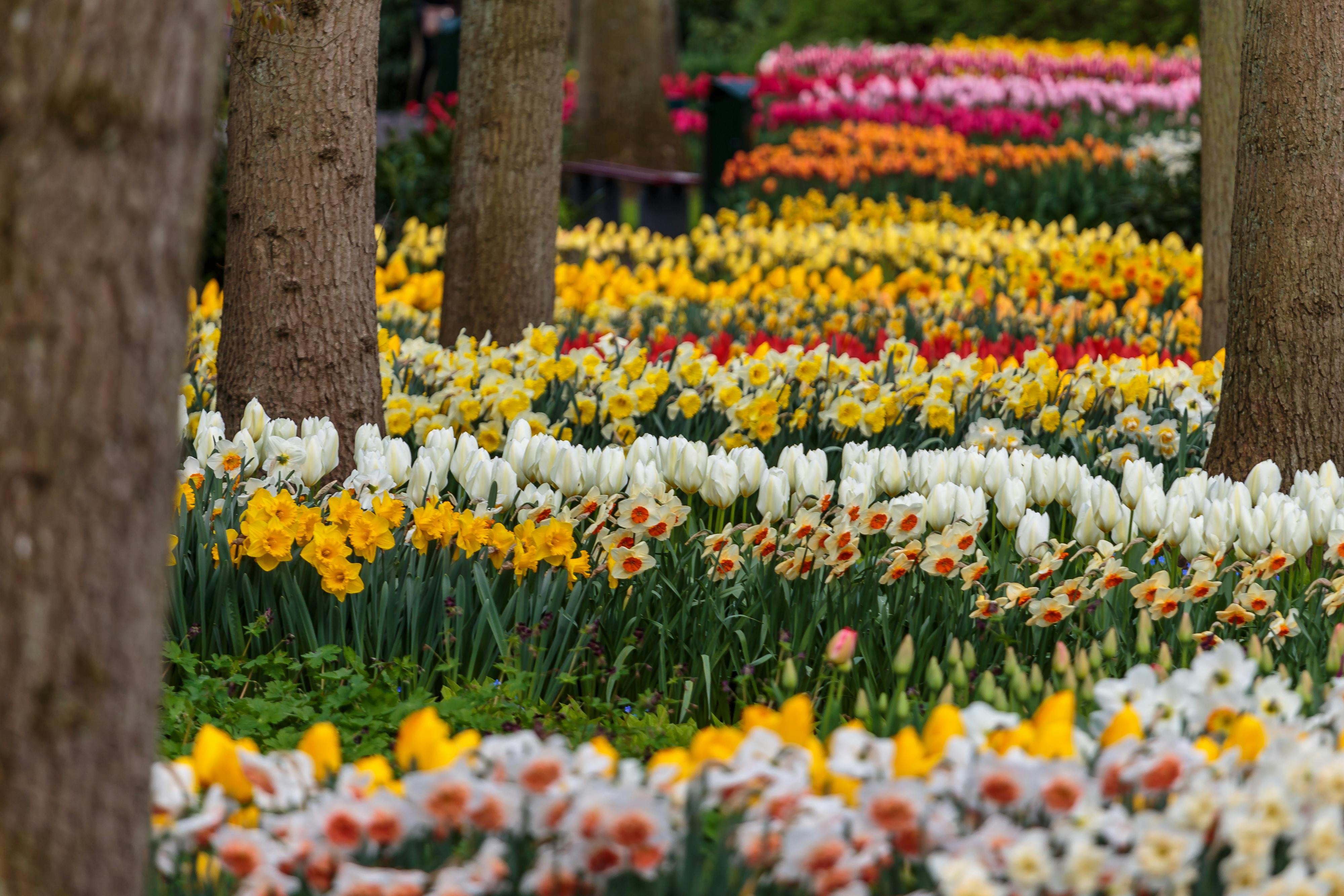 Rows of colorful tulips and daffodils in a landscaped garden, with tree trunks visible amidst the vibrant flowers.