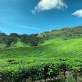 Visit Tea Plantation 