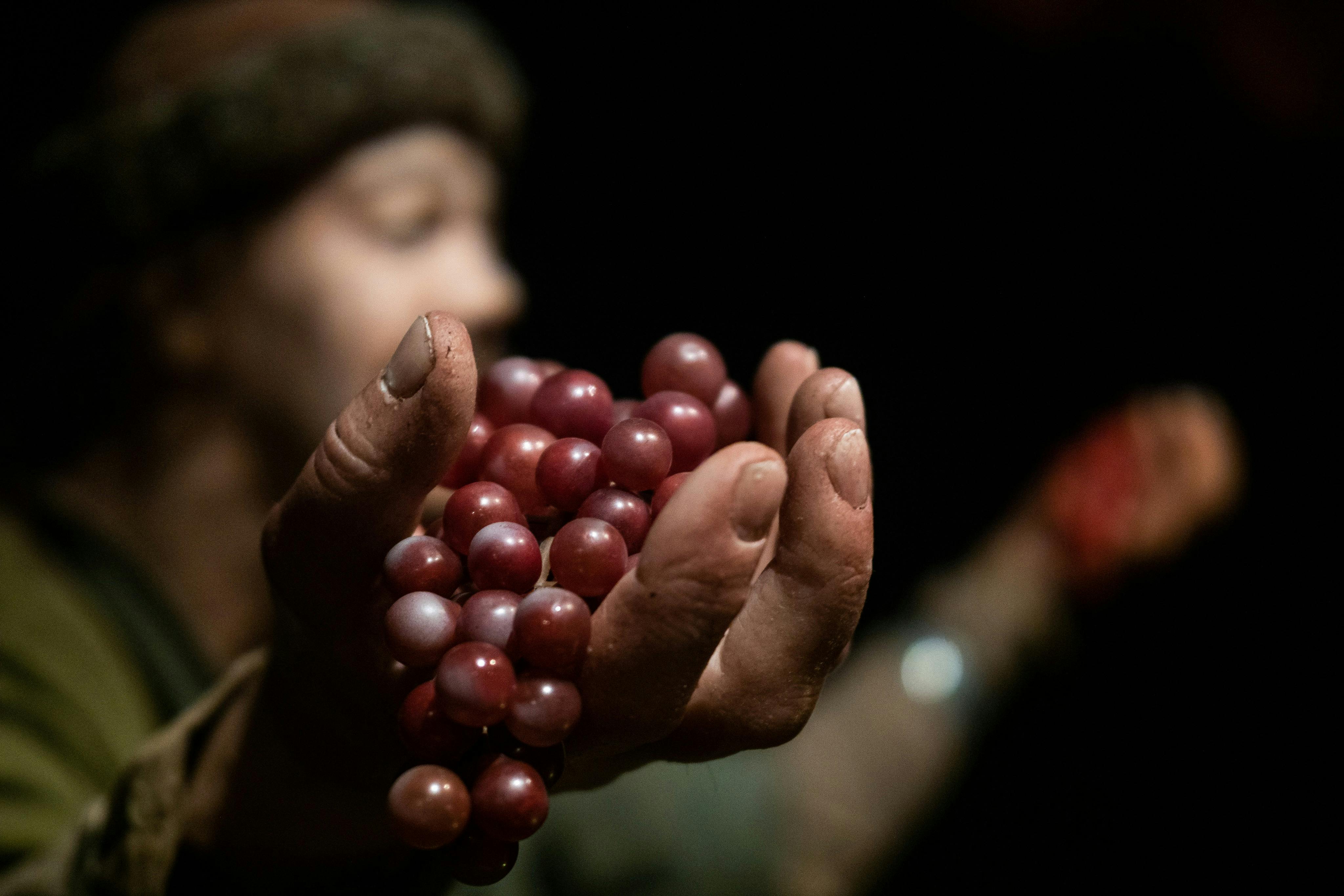 Trouver des raisins en Amérique