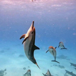 Sha'ab Samadi: Dolphin House Snorkeling with Lunch 3