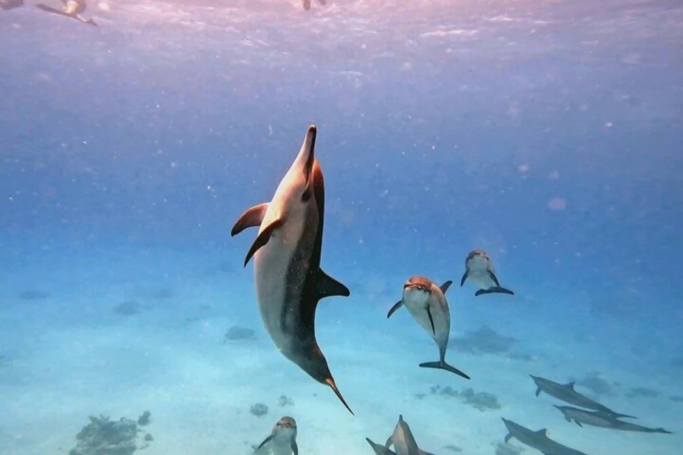 Group of dolphins in Marsa Alam