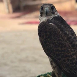Doha: Half-Day Desert Safari Tour + Roundtrip Transfer 3