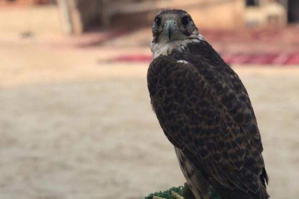 Falcon