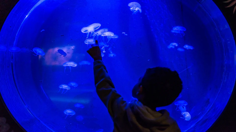 A child points at jellyfish swimming in a deep blue aquarium display.