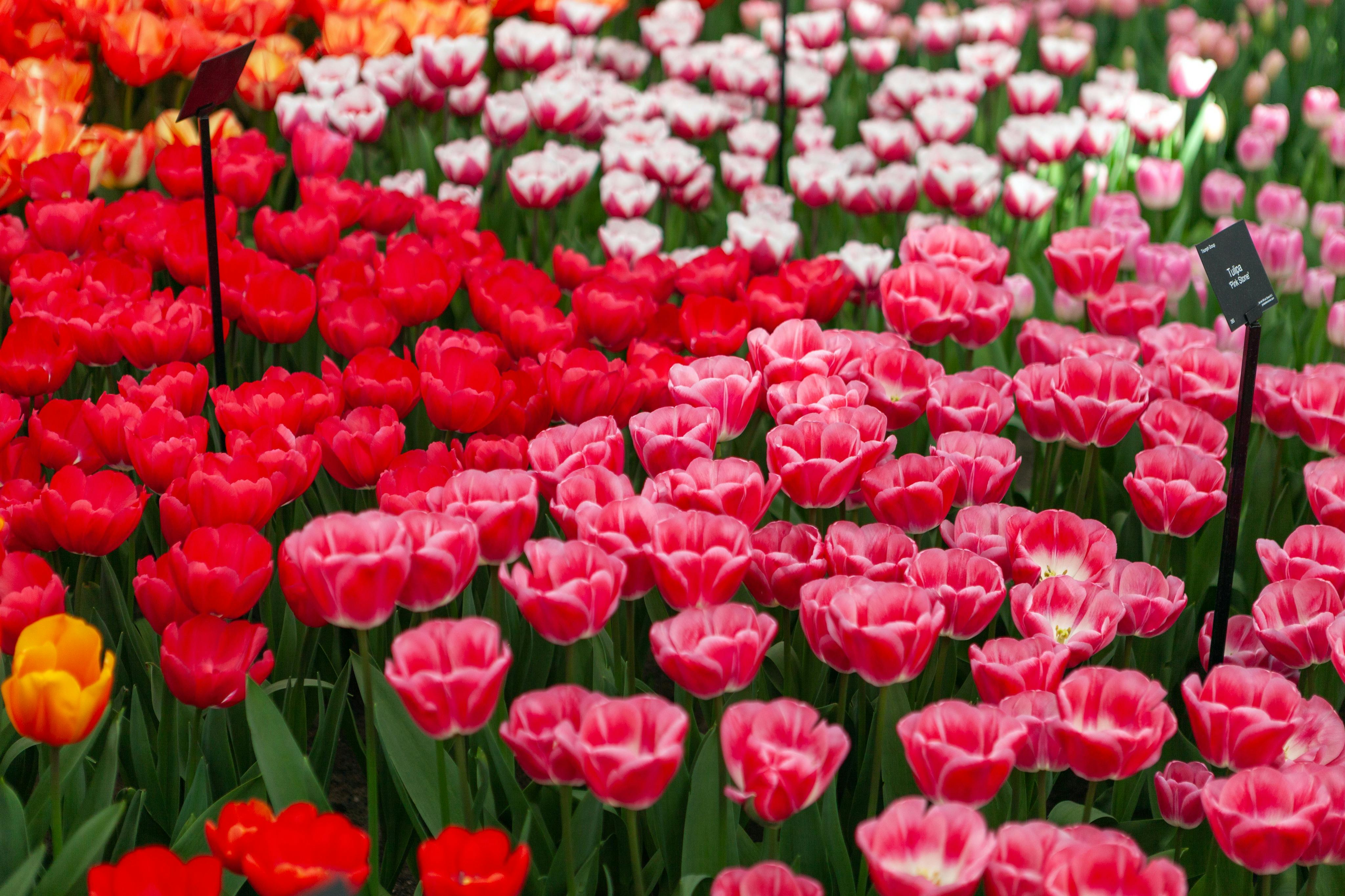 Keukenhof & Zaanse Schans: Guided Tour from Amsterdam 2