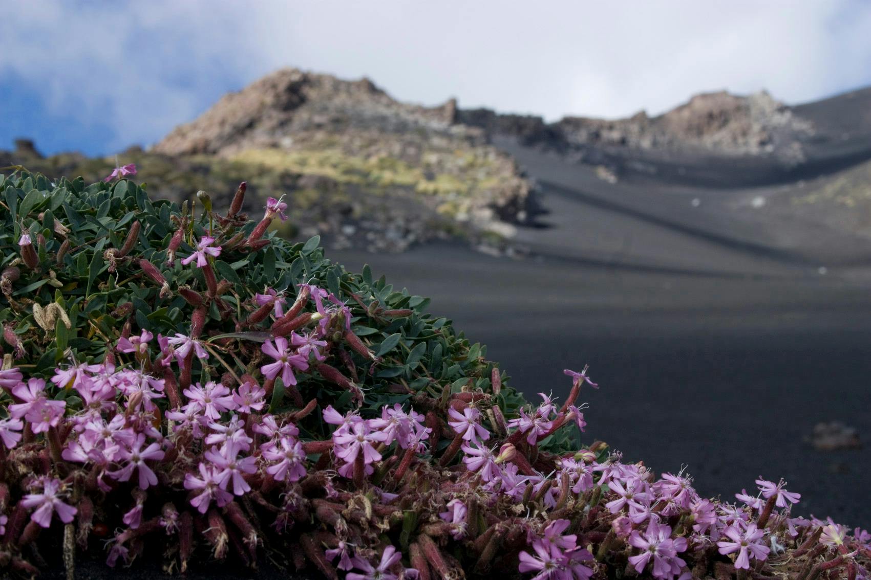 地方性植物区系