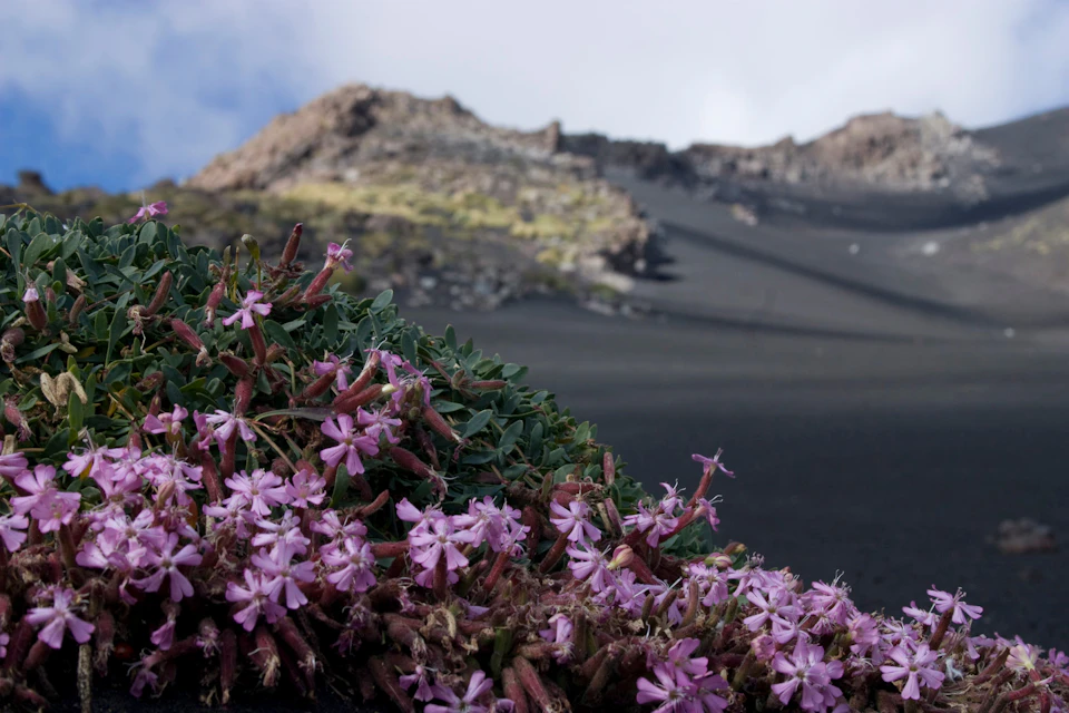 the endemic flora