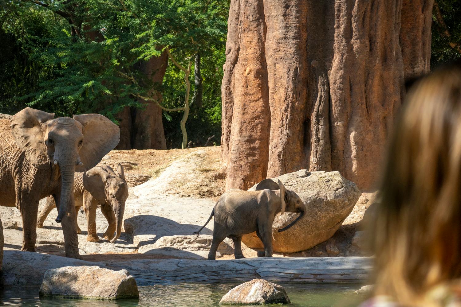 Two elephants walking near large rocks and a tree, with a water pool in the foreground and a natural setting around them.