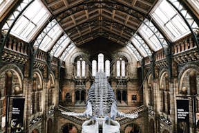 Inside the Natural History Museum 