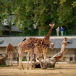 Giraf Savannah Antwerpens DJURPARK