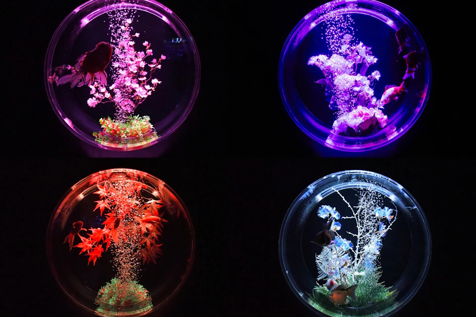 Four circular aquariums, each illuminated differently, showcasing plants, decorations, and fish in vibrant colors.