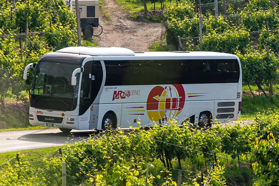 A white tour bus with "Brazi Bus Service" logo drives through a vineyard with green grapevines and a dirt path in the background.