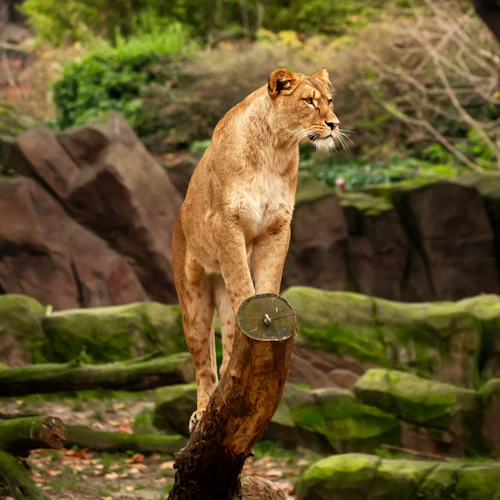 ZOO Antuérpia: bilhete de entrada - Photo 2