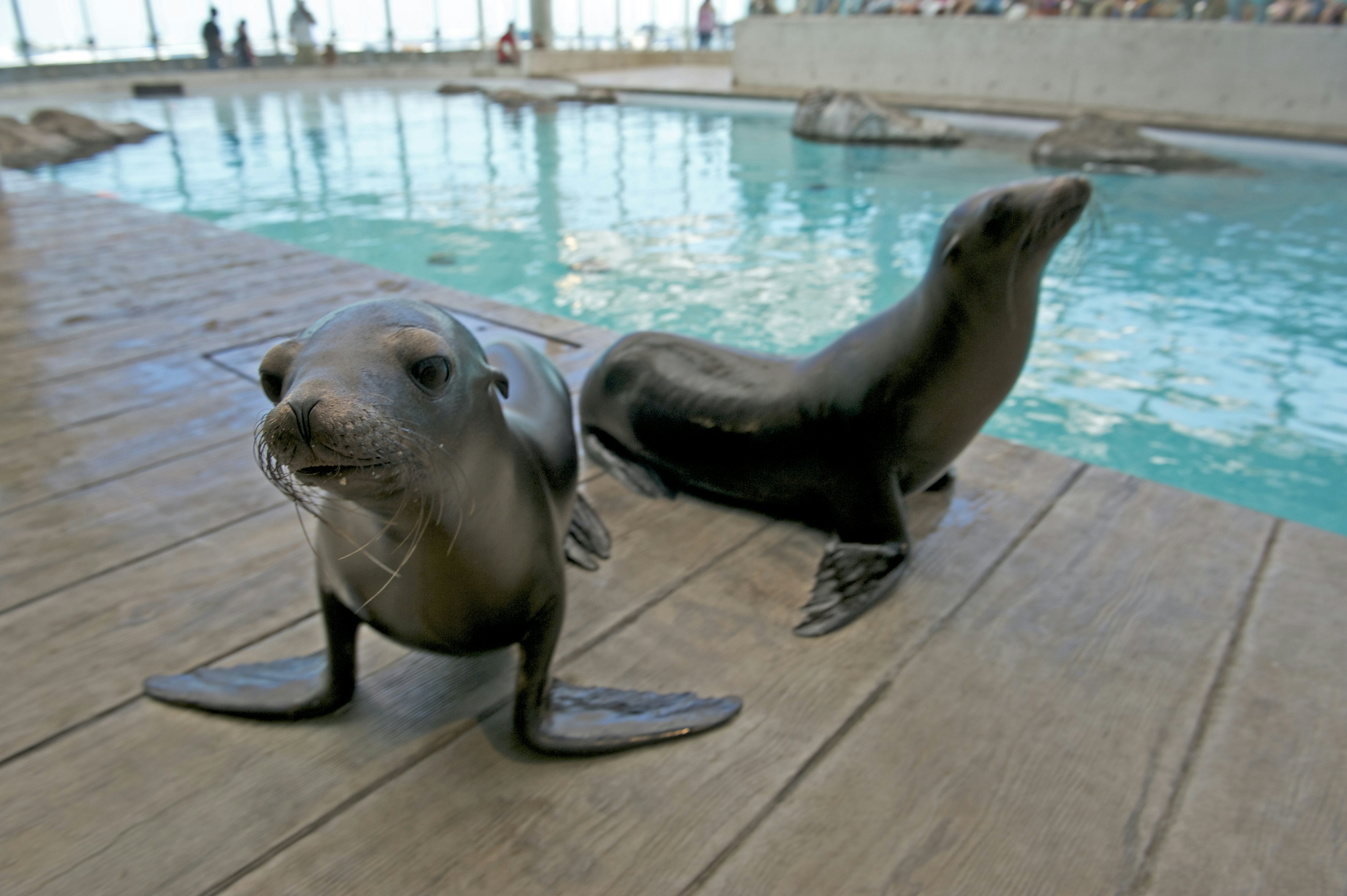 New England Aquarium + Franklin Park Zoo: Ingresso de entrada