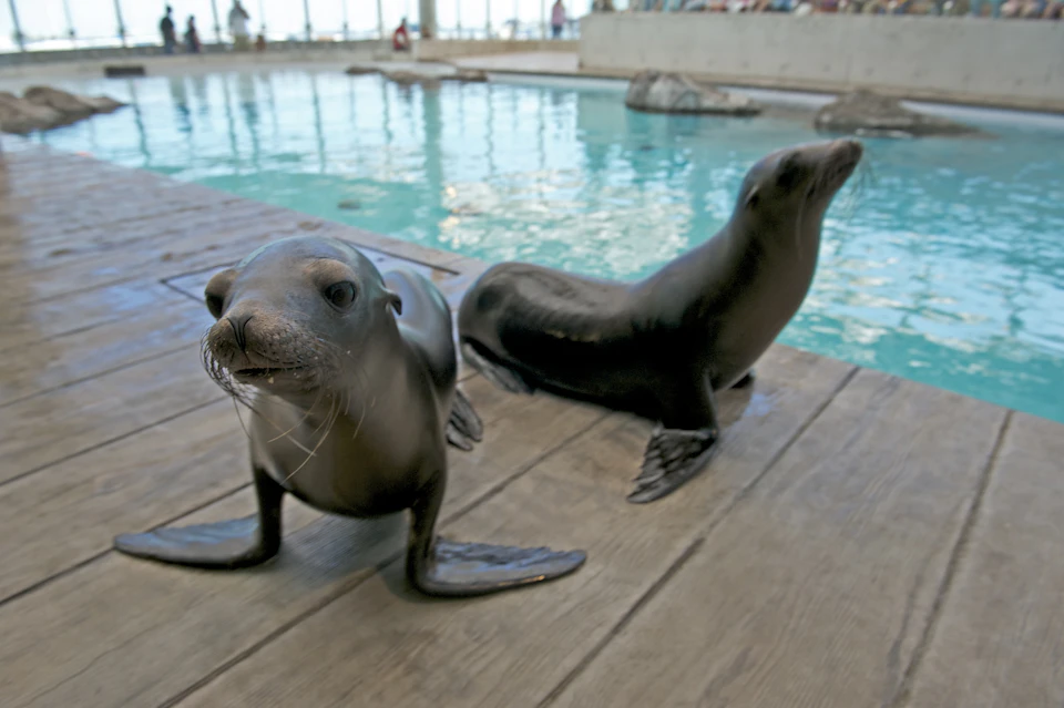Two seals are sitting on a wooden deck near a large indoor pool with rocks and a railing in the background.