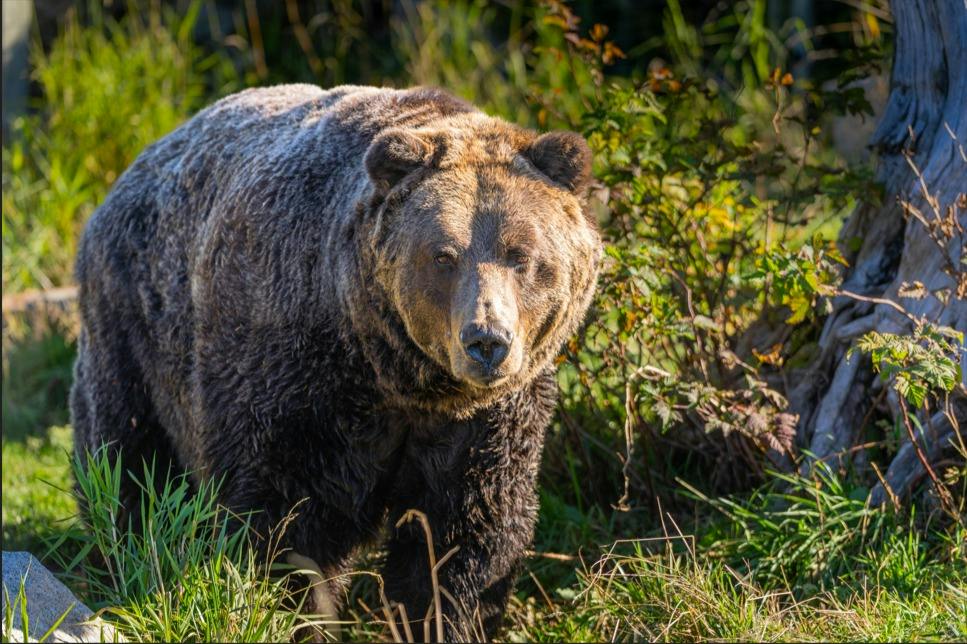 A brown bear walking through a grassy area with green foliage in the background, under sunlight.