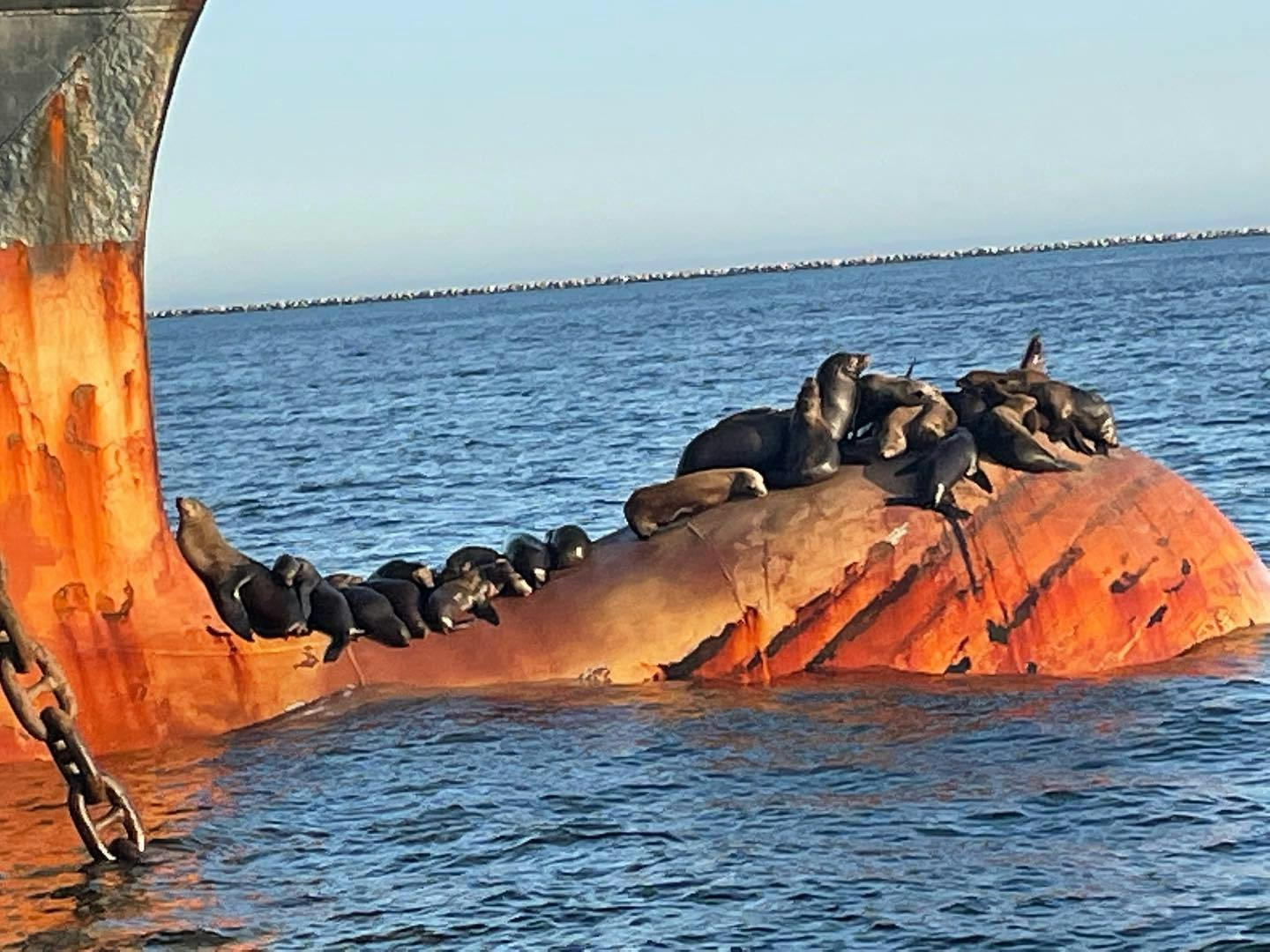 Long Beach Harbor Glass Bottom Boat EcoTour Tiqets