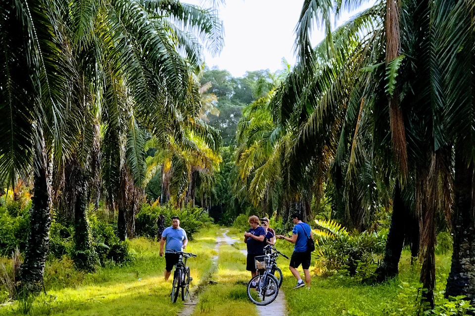 Experience the lush greenery of Malaysia's plantations.