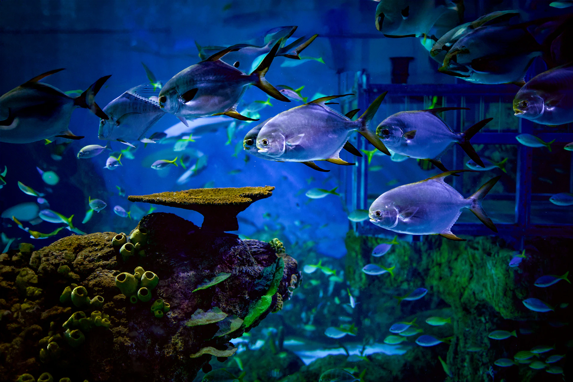 Marine Safari Bali: Entrance Ticket + Lunch with Sealion Show