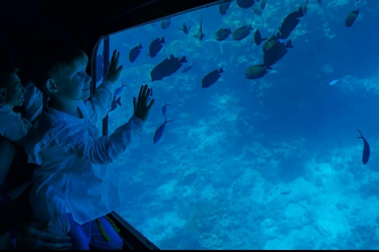 A child looking out through an underwater window at fish swimming in the ocean, with vibrant blue water and coral visible.