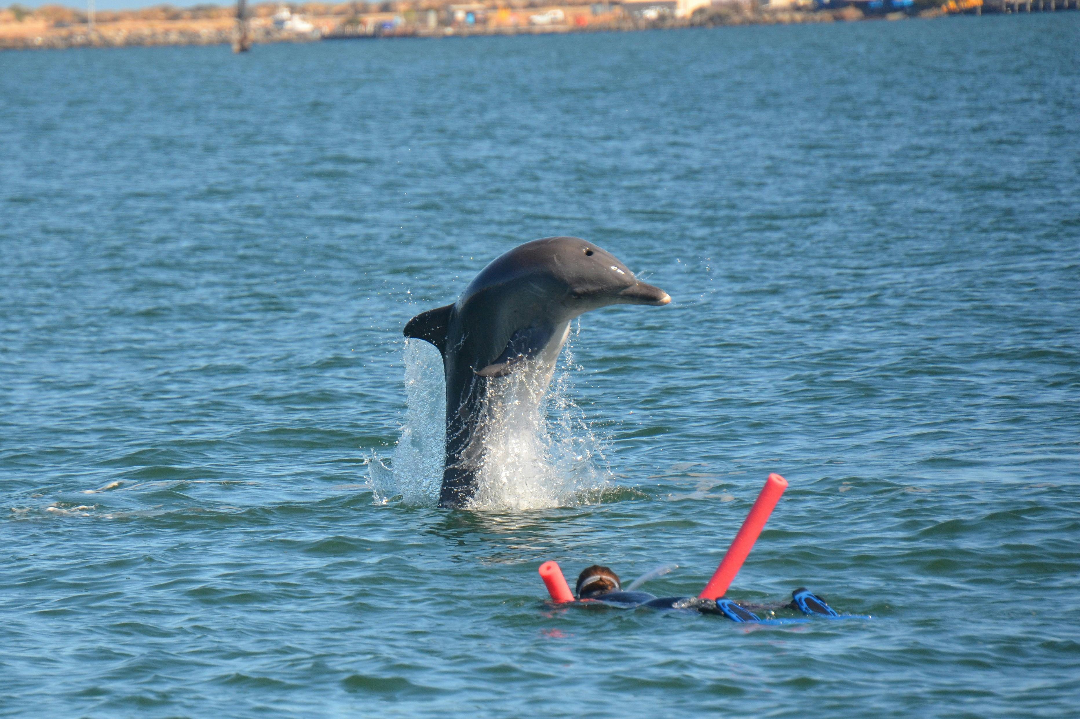 Spectacular wild dolphin experiences.