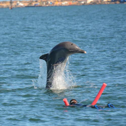 Dolphin Discovery Centre Bunbury: Swimming with Dolphins Tour 2