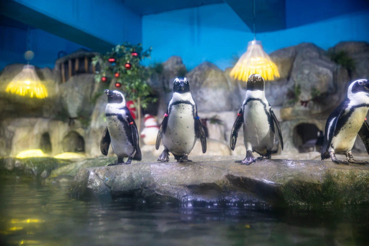 Busan SEA LIFE Aquarium: Off-Peak Admission Ticket + Photo Shoot