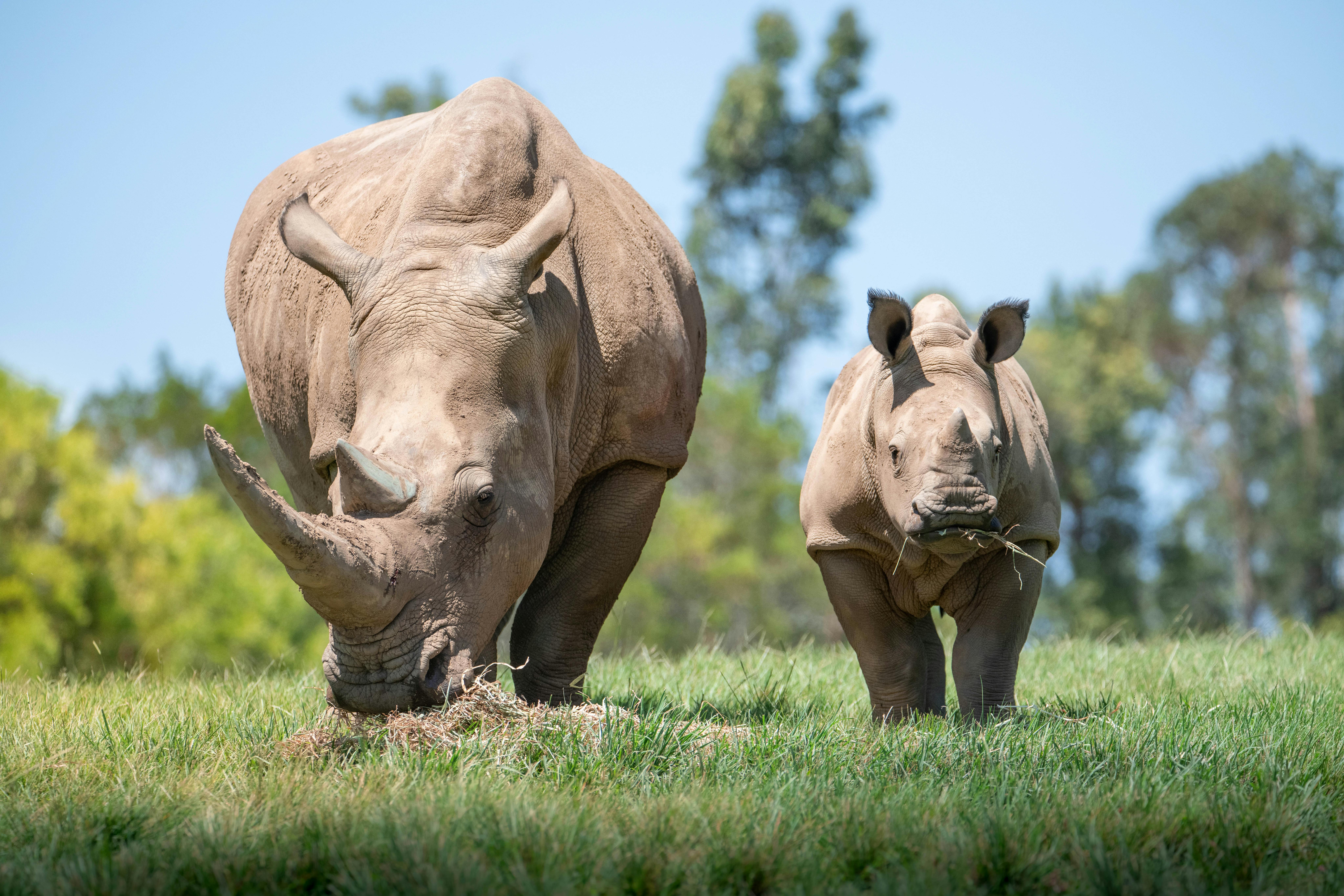 Un rhinocéros et son petit broutent dans un champ herbeux avec des arbres en arrière-plan sous un ciel bleu clair.