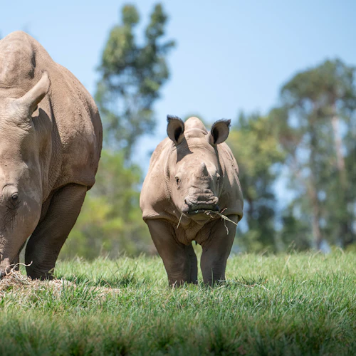 Zoológico da Austrália: Entrada + traslado de Brisbane - Photo 5