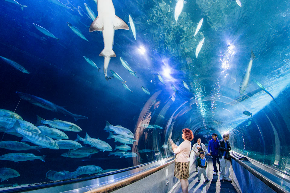 People walking through a glass tunnel in an aquarium, surrounded by various fish and a shark swimming above.