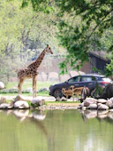 Parco Natura Viva + Leolandia: Open Date Ticket