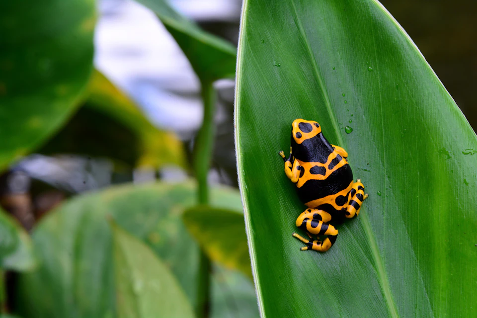 A black and yellow poison dart frog rests on a large green leaf, with blurred foliage in the background.