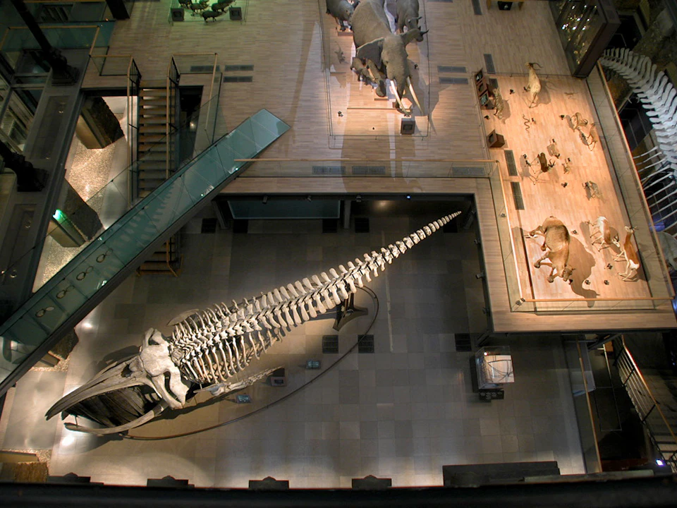Overhead view of a museum exhibit featuring a large dinosaur skeleton, statues of elephants, and various other animal displays.